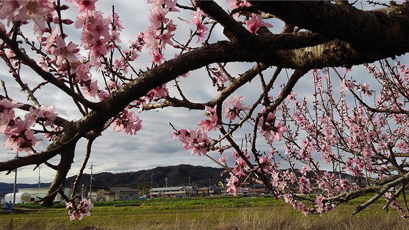 奈良・斑鳩の春　桜